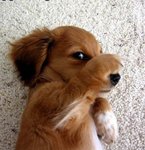 dog.jpg