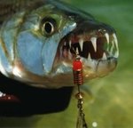 tigerfish.jpg