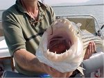 tigerfish%203.jpg
