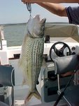 tigerfish%205.jpg