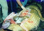 CROCO.jpg