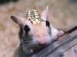 chav_gerbil_111.jpg