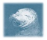 seal_head4_213.jpg
