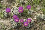 lace cactus.JPG