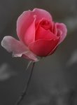 roses001.jpg