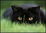 cats_random_028.jpg