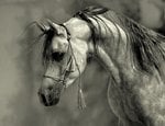 arabhorses001.jpg