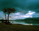 solitarytree_Scotland.jpg