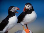 A Pair of Puffinsb.jpg