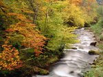 Beech Trees Along the Saliencia River, Somiedo Natural Park, Asturias, Spain.jpg
