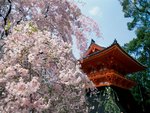 Cherry Blossoms, Ninnaji Temple, Kyoto, Japan.jpg