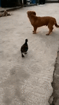 149366231319530668.gif