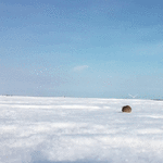 1494762147131060506.gif