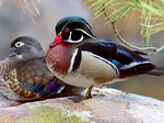 Ducks.jpg