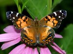 Butterfly9.jpg