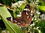 Butterfly8.jpg