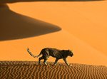 Leopard in desert (Namibia).jpg