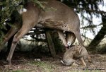 bambi_t009.jpg