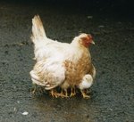 ProtectiveMotherHen001.jpg