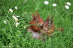 ChipmunkFriends001.jpg