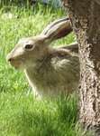 Jackrabbit 1.jpg