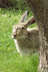 Jackrabbit 2.jpg