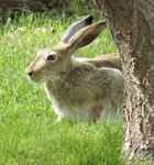 Jackrabbit 3.jpg