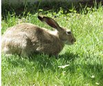 Jackrabbit 4.jpg