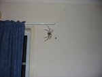 Spider big.jpg