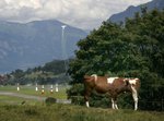 redbullswitzerland005.jpg