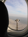 giraffe.gif