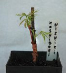 Koshibori Nishiki5.jpg
