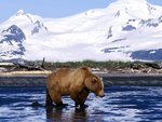 Brown Bear.jpg