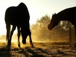 Backlit Horsesb, Duesseldorf, Germany.jpg