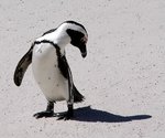 assor_pics_aug07_015.jpg