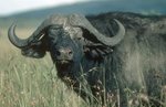 3797_file_buffalo_boulton.jpg