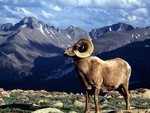 Big Horn Ram, Rocky Mountain National Park, Colorado.jpg