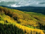 Aspen Forest in Early Fall, Ohio Pass, Gunnison National Forest, Colorado.jpg