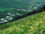 Meadow Parsley, Gunnison National Forest, Colorado.jpg