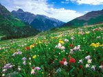 Paintbrush, Columbine, and Orange Sneezeweed, Sneffels Range, Colorado.jpg