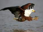 African Fish Eagle.jpg