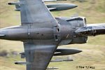 DSC_0070HARRIER.jpg