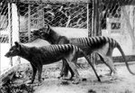 thylacine.jpg