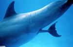 DolphinBirth002b.jpg