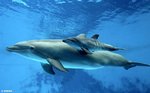 DolphinBirth004b.jpg