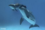 DolphinBirth005b.jpg