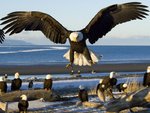 Bald Eagles, Kachemak Bay, Kenai Peninsula, Alaska.jpg