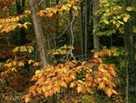 Beech Trees, Green Mountain National Forest, Vermont.jpg