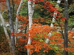 Birch and Maple Trees, White Mountains National Forest, New Hampshire.jpg