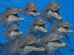 Bottlenose Dolphins.jpg